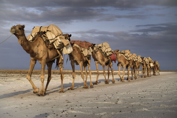 Camel caravan in the desert