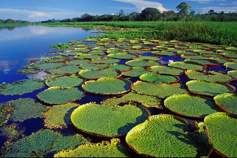 A riverboat moving through the dense Amazon rainforest