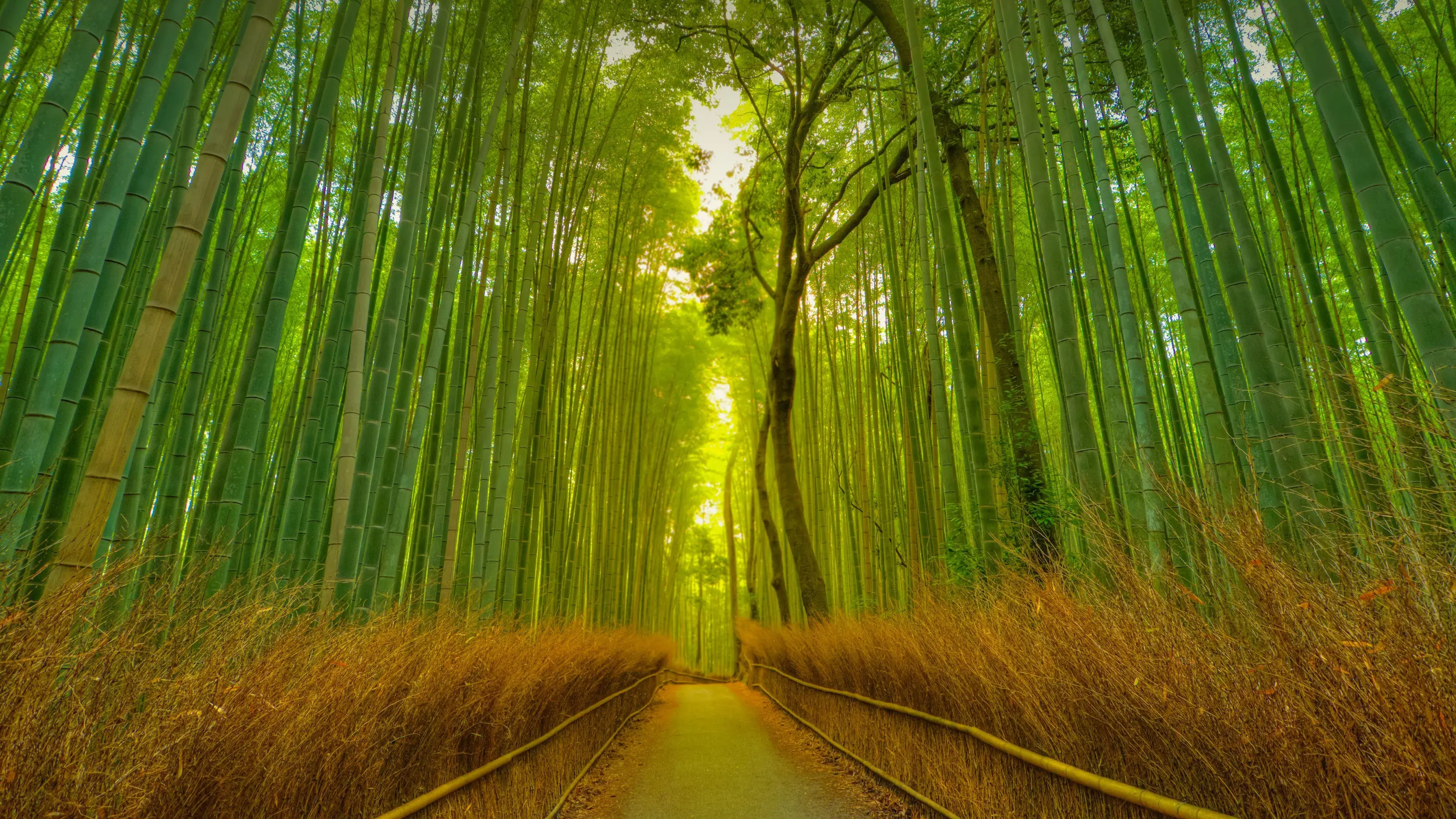 The magical Arashiyama Bamboo Grove